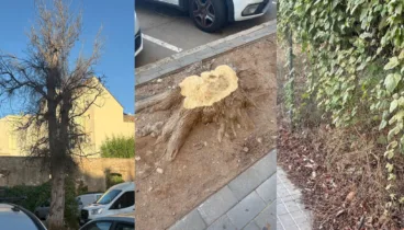 ¿Biodiversidad o falta de mantenimiento? El debate entre la concejala Sandra Gertrúdix y Gent de Dénia 5 Árbol sin hojas, tocón de un árbol talado y vegetación junto a una acera de Dénia.