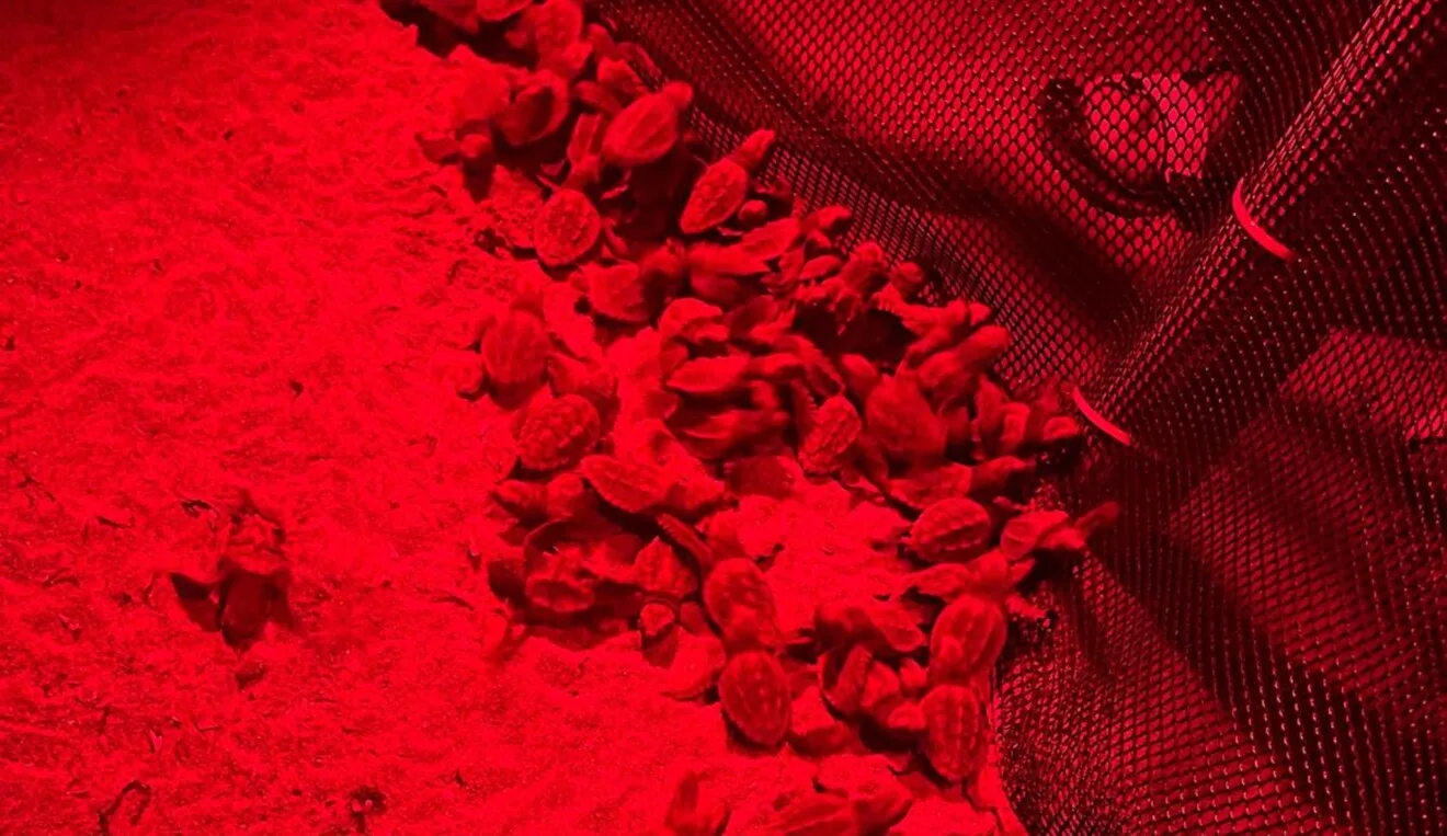 Eclosión del último nido de tortugas de Dénia