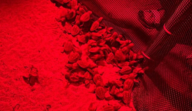 eclosion del ultimo nido de tortugas de denia