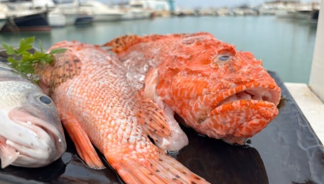 ¿Buscas dónde comer en el puerto de Dénia? Este lugar lo tiene todo 6 pescados de lonja