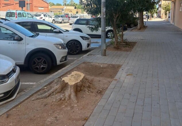 Imagen: Tocón de un árbol talado en un alcorque de una acera de Dénia, junto a varios vehículos estacionados.