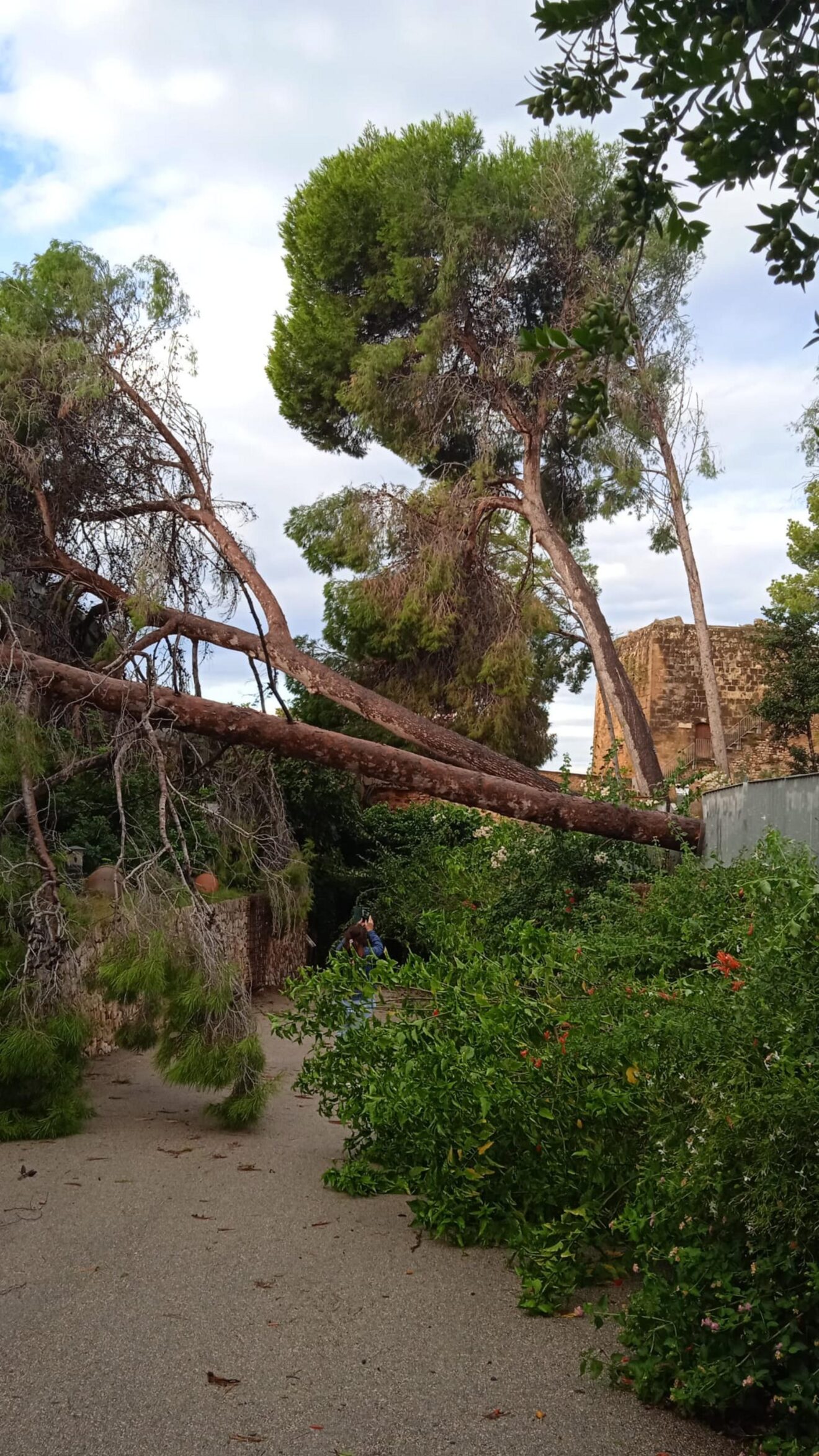 Árbol de gran porte caído en el entorno del Castillo tras la DANA