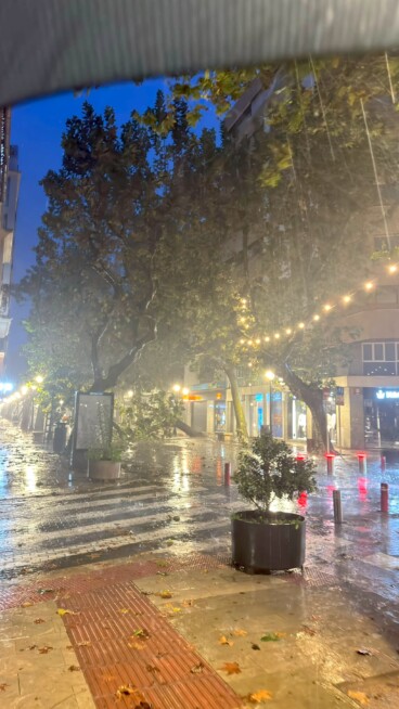 Árbol caído en Dénia