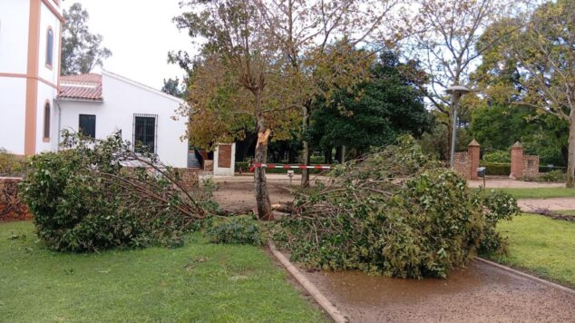 Dénia hace balance de la DANA: el Castillo y el polideportivo municipal cerrados y alerta en las calles 3 Imagen: Árbol partido y ramas en el suelo de los Jardines de Torrecremada tras la DANA.