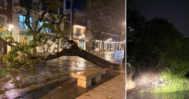 arboles caidos por el temporal en denia