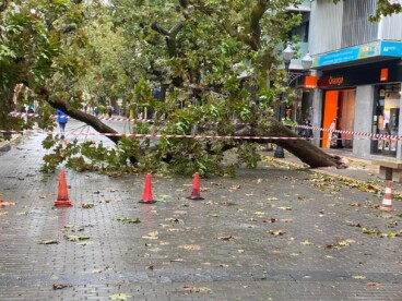Caída de un árbol a causa de la DANA Adam