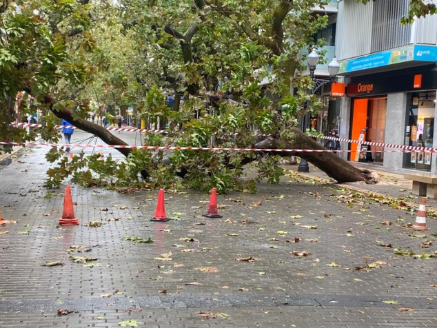 Imagen: Caída de un árbol a causa de la DANA Adam