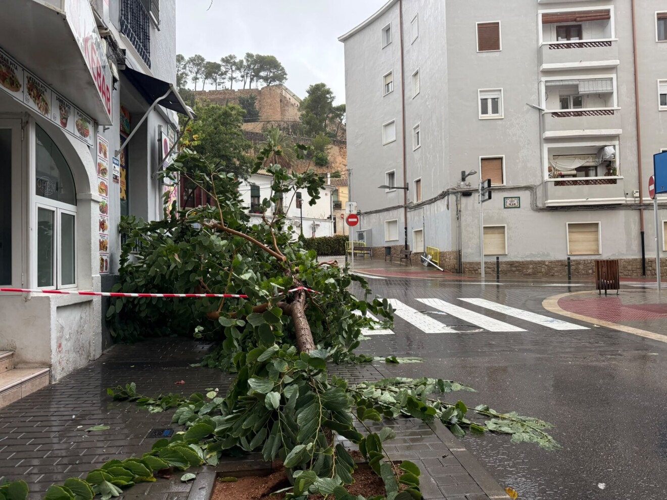 Efecto del temporal en el arbolado de Dénia 1