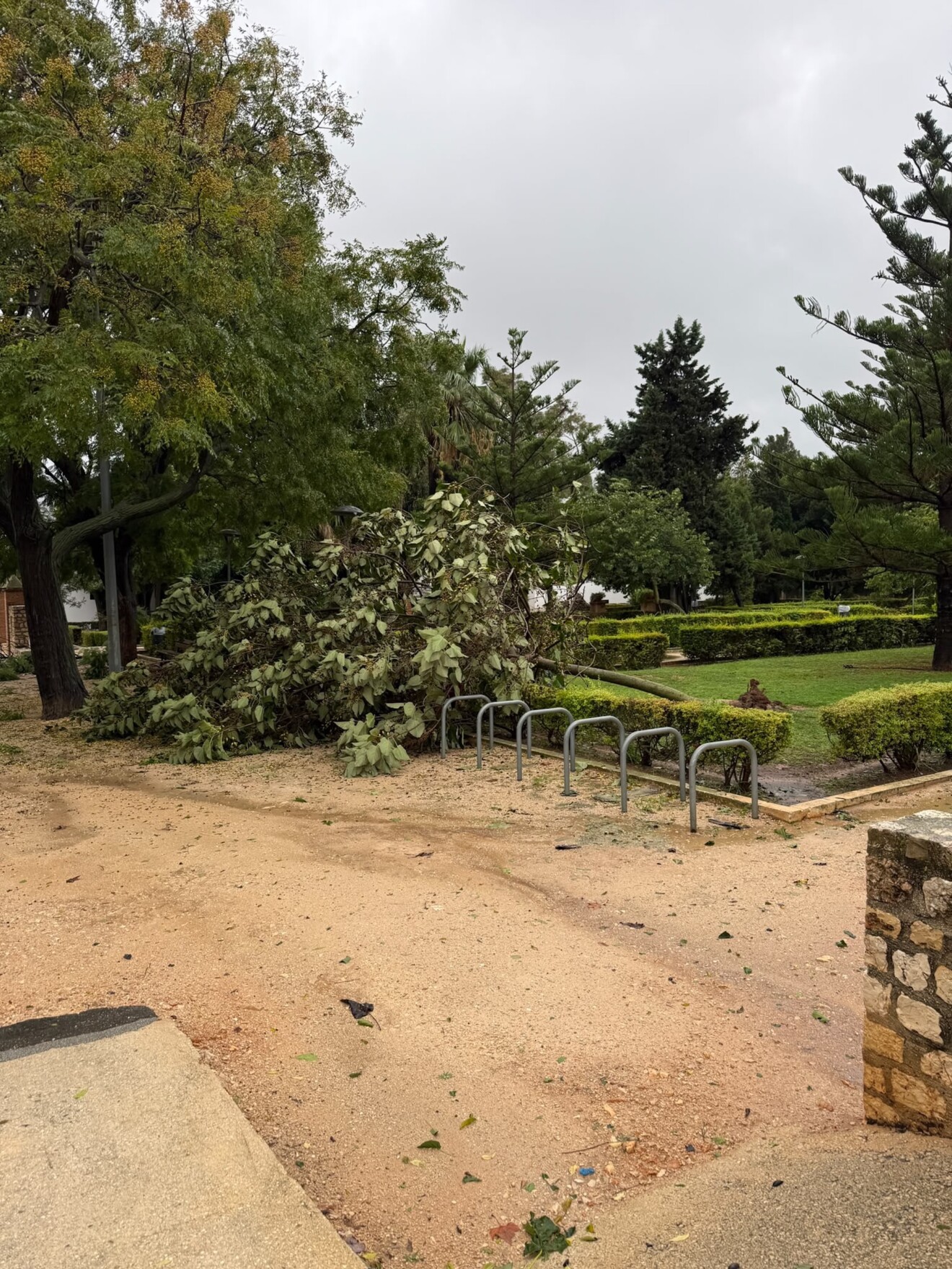 Árbol arrancado en un parque de Dénia