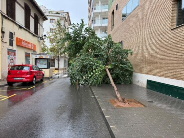Árbol caído junto a un colegio de Dénia