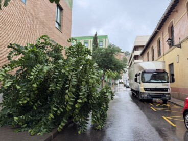 Efecto del temporal en el arbolado de Dénia 3