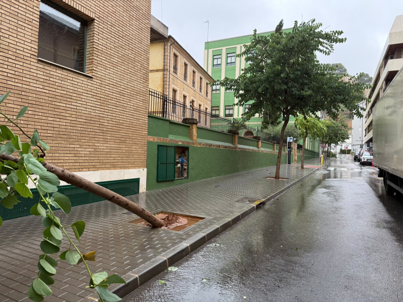 Efecto del temporal en el arbolado de Dénia 6
