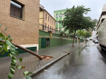 Efecto del temporal en el arbolado de Dénia 6