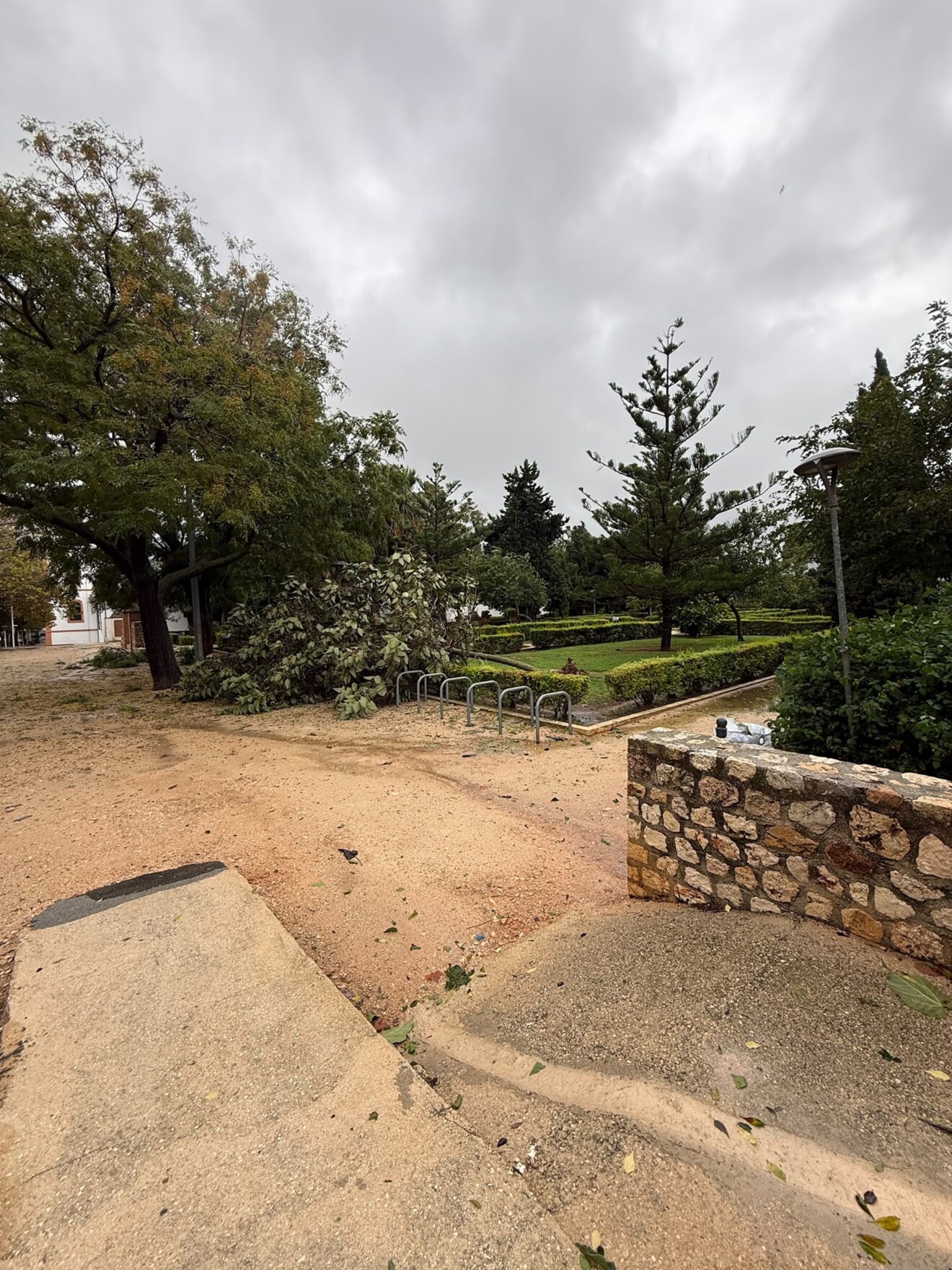 Efecto del temporal en el arbolado de Dénia 7