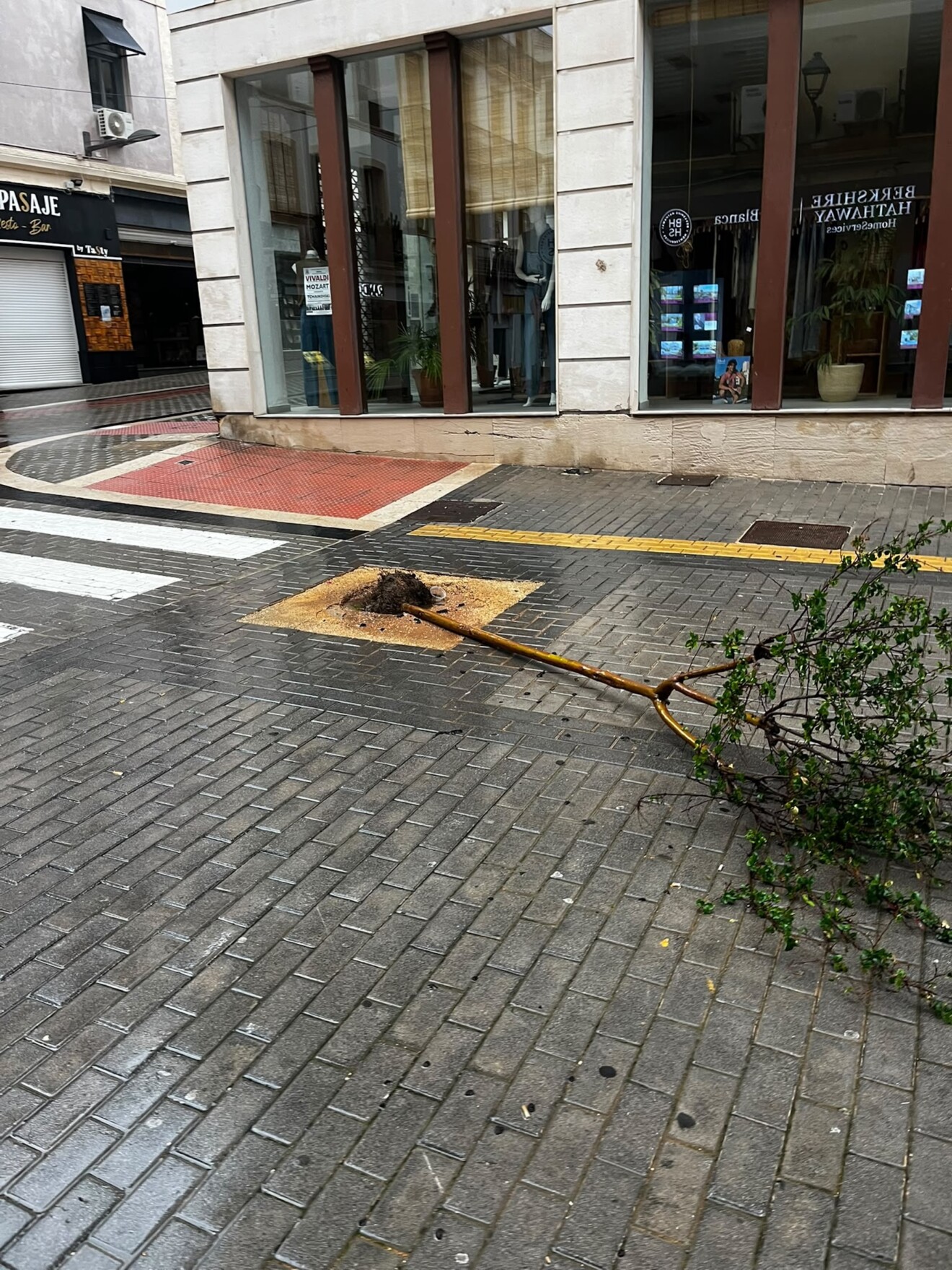Efecto del temporal en el arbolado de Dénia 8