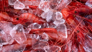 Exposición de pescado fresco en hielo picado listo para cocinar