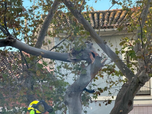 Imagen: La fractura en el tronco que obligó a intervenir de urgencia por riesgo de caída