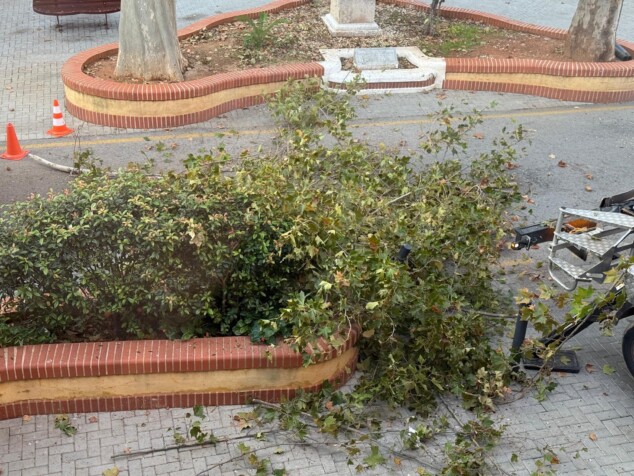Imagen: Restos de las ramas retiradas durante los trabajos de saneamiento en la plaza