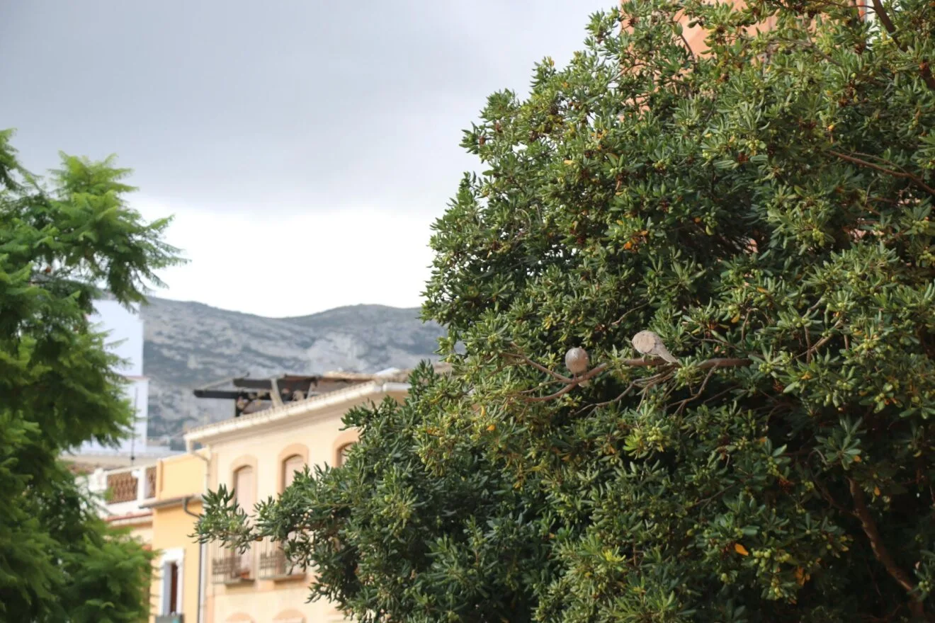 Dos tórtolas posadas en la rama de un árbol frondoso en una zona urbana con edificios al fondo bajo un cielo nublado.