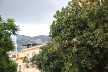 ¿Qué está pasando con las tórtolas en el centro de Dénia? Preocupación por la aparición de numerosas aves muertas 6 Dos tórtolas posadas en la rama de un árbol frondoso en una zona urbana con edificios al fondo bajo un cielo nublado.
