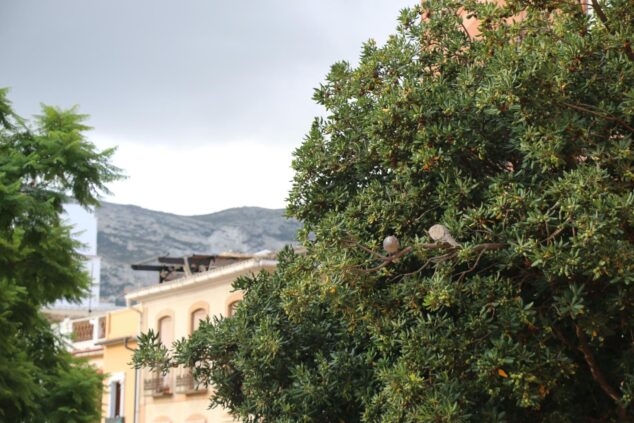 Dos tórtolas posadas en la rama de un árbol frondoso en una zona urbana con edificios al fondo bajo un cielo nublado.