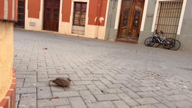Imagen: Tórtola sobre el pavimento rodeada de plumas en una calle del centro de Dénia.